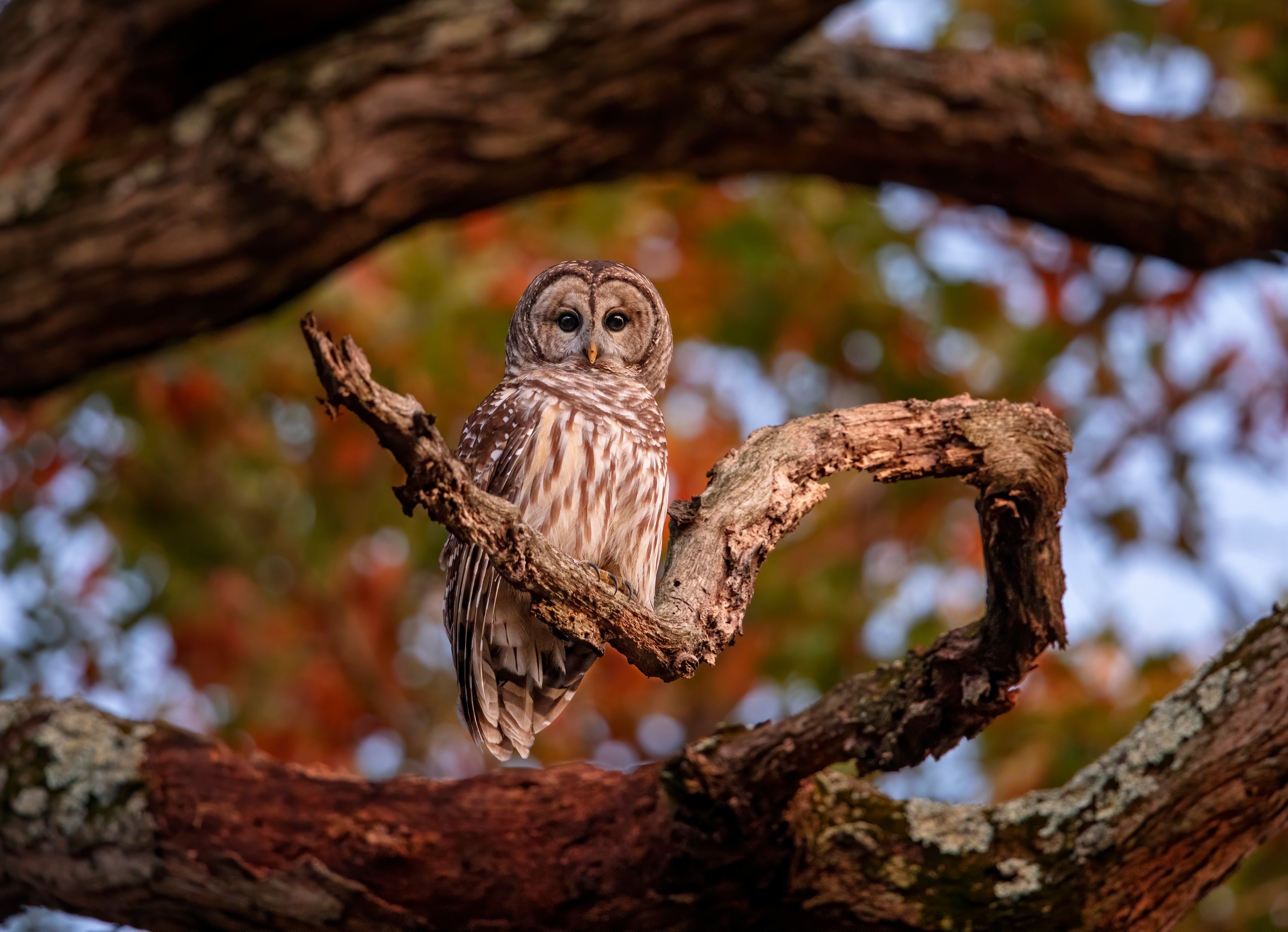 Barred Owl. Photo: Scott Suriano/Audubon Photography Awards